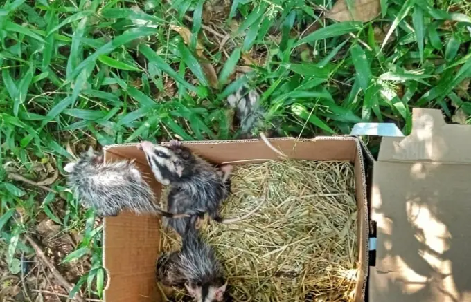 CSG avança na gestão de resíduos e amplia iniciativas de proteção à fauna