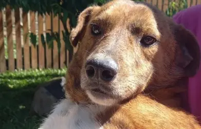 CSG intensifica ações do Dezembro Verde e alerta para o crime de abandono de animais