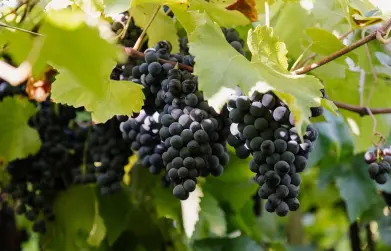 Com 93 milhões de quilos, Vinícola Aurora colhe maior safra de uva da história de 95 anos