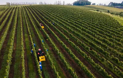 Tecnologia e manejo ajudam 1,1 mil produtores da Vinícola Aurora a se adaptarem às mudanças climáticas
