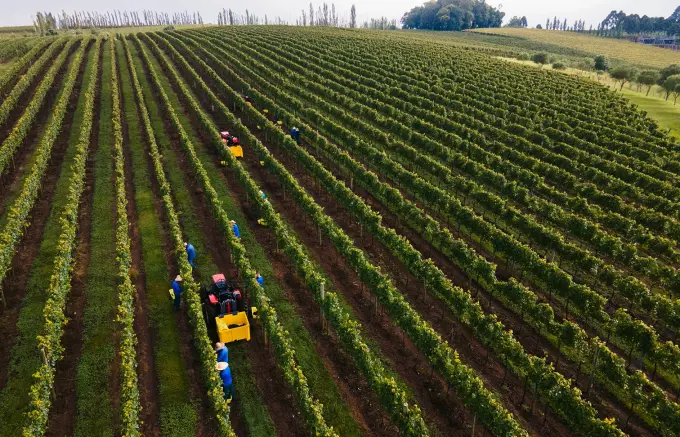 Tecnologia e manejo ajudam 1,1 mil produtores da Vinícola Aurora a se adaptarem às mudanças climáticas