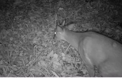 CSG instala sete câmeras para controle de animais silvestres em rodovias entre o Vale do Caí e a Serra Gaúcha
