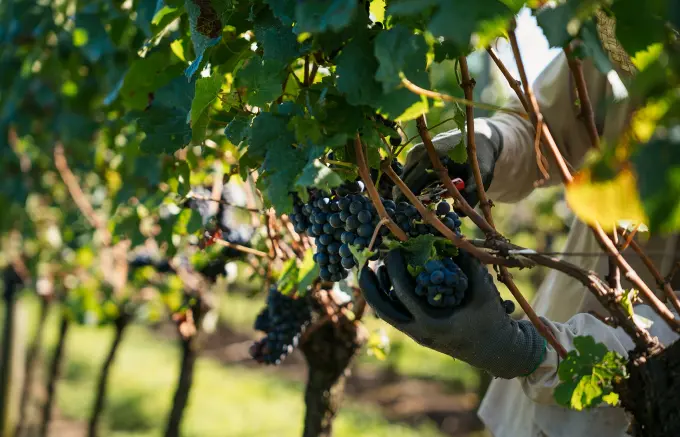 Com 71,6 milhões de quilos colhidos, Cooperativa Vinícola Aurora finaliza segunda maior safra da uva em duas décadas